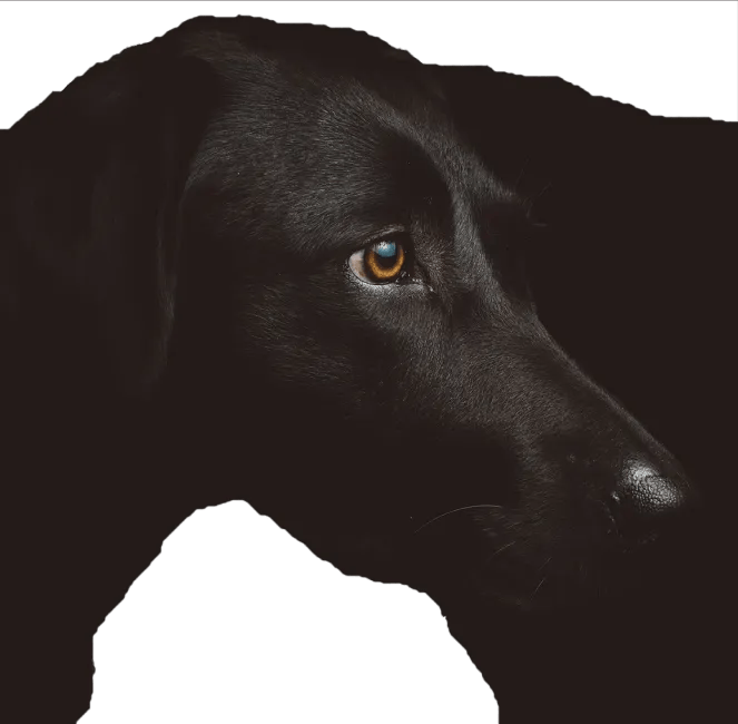 My Black Dog Free Online Mental Health Chat, Support & Help